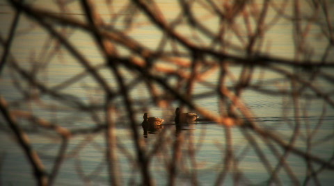 Ducks In Late Afternoon Light