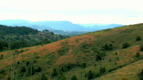 Different Colored Grasses On Grassy Hill