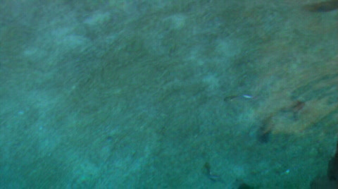 Overhead View Of Rays Swimming Around Coral Reef