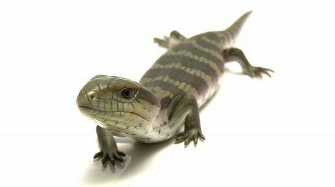 Blue Tongue Lizard Close-Up, Low Angle, Skink