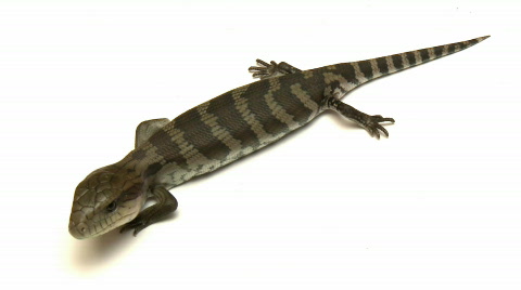 Blue Tongue Lizard Close-Up, Low Angle, Skink