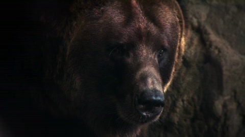 Brown Bear