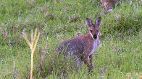 Kangaroo - Pretty-Face Wallaby Eating Grass 2
