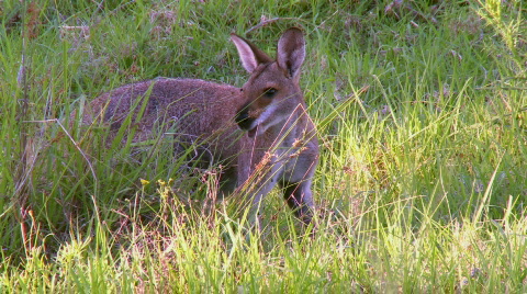 Kangaroo - Pretty-Face Wallaby Eating Grass