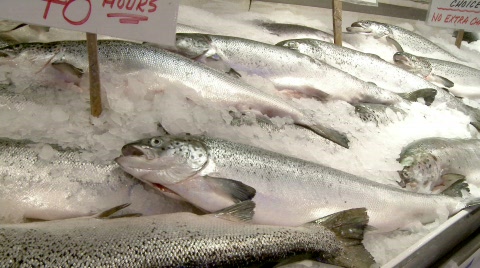 Salmon On Ice