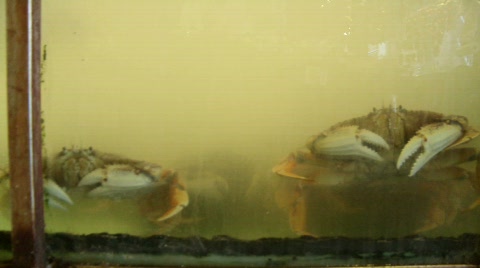 Crab Tank