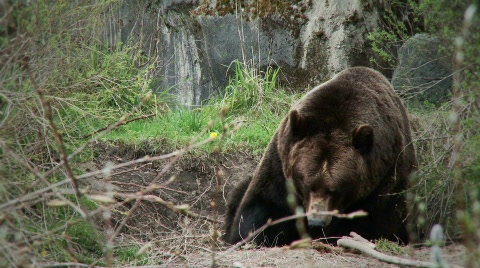 Brown Bear
