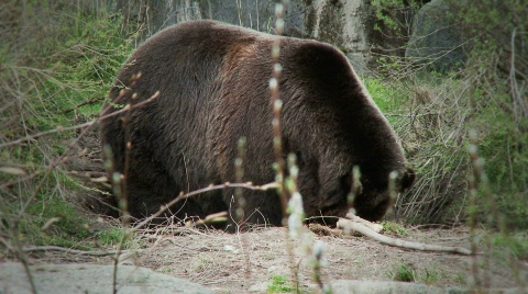 Brown Bear