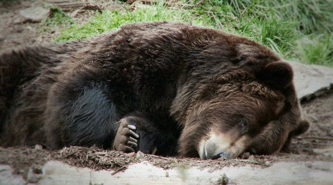 Brown Bear Napping