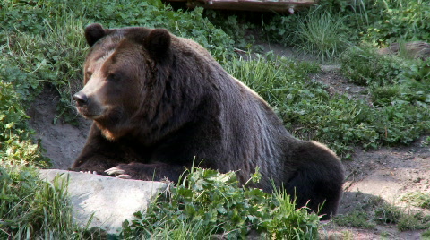 Brown Bear
