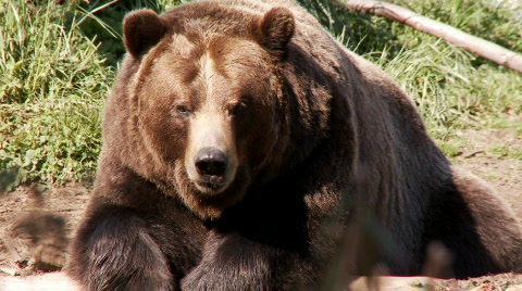 Brown Bear