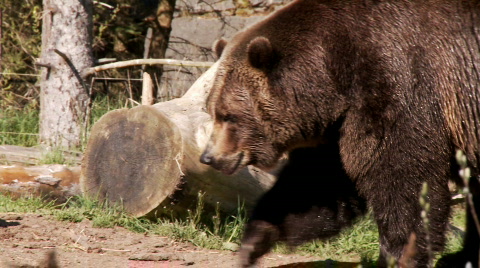Brown Bear (Nuzzle)