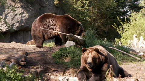 Brown Bear