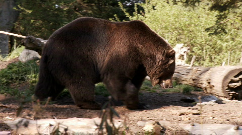 Brown Bear