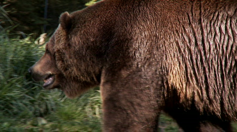 Brown Bear