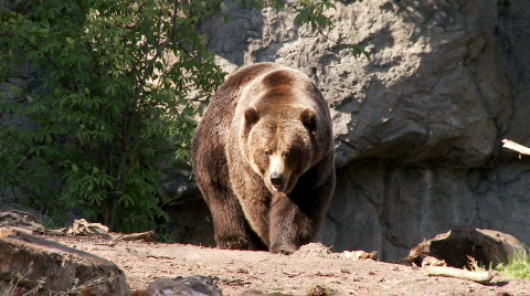 Brown Bear