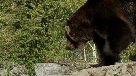 Brown Bear