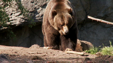 Brown Bear