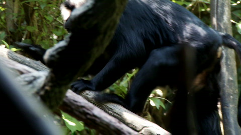 Macaque Monkey