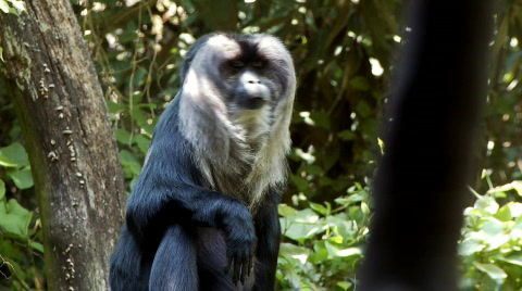 Macaque Monkey
