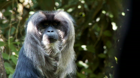 Macaque Monkey