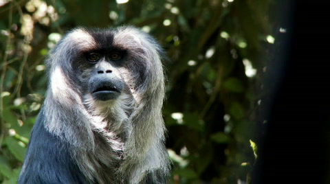Macaque Monkey