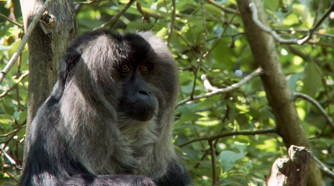 Macaque Monkey