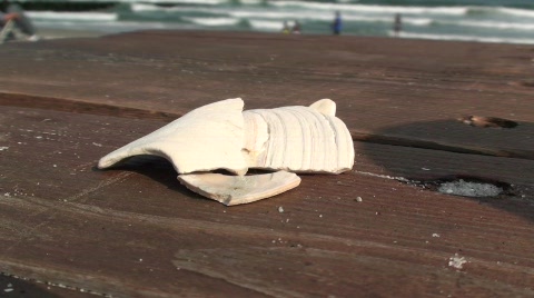 Sea Shell On The Beach