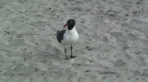 Seagull 2