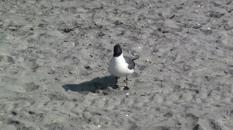 Seagull 1