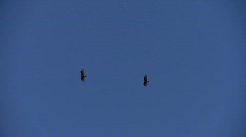 Vulture, Turkey Vultures
