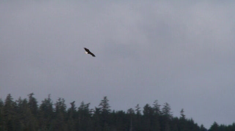 Eagle In Flight