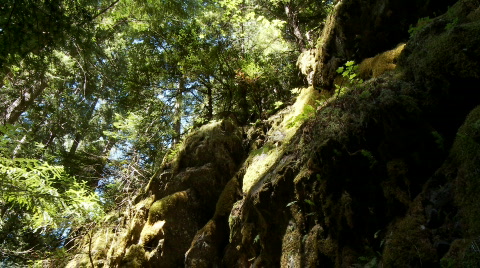 Moss Rocks Trees