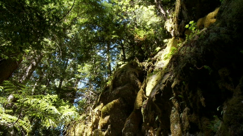 Moss Rocks Trees