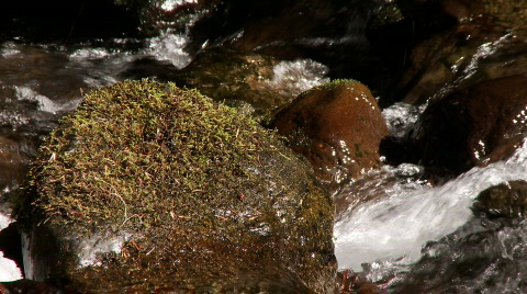 Mountain Stream