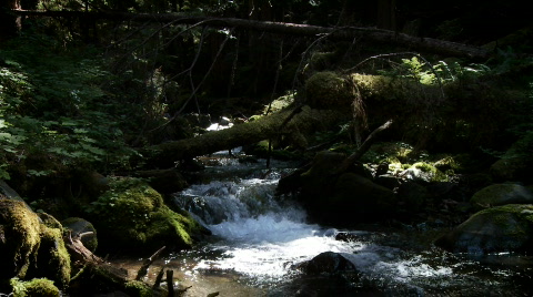 Mountain Stream