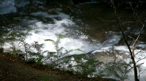 Mountain Stream