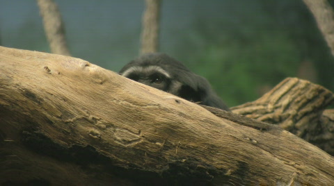 HD Stock Footage - Small Monkey