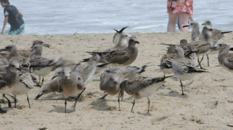 Seagulls On The Beach