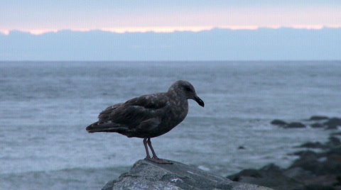 Gull