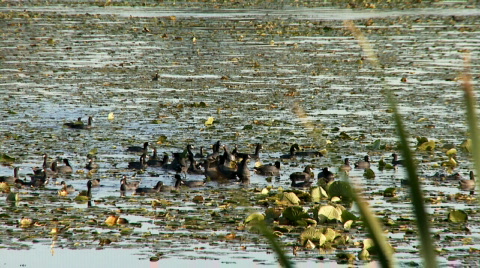 Coots