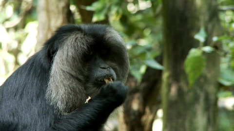 Macaque Monkey