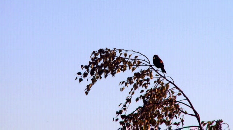 Red Winged Blackbird