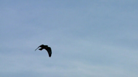 Hawk In Flight