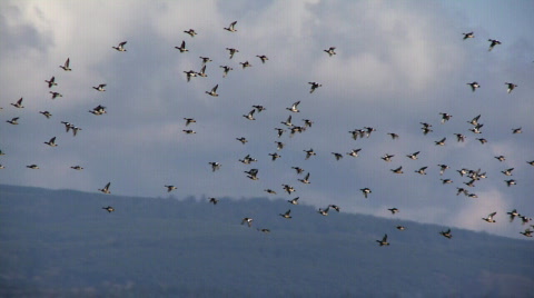 Birds In Flight