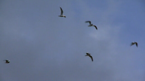 Gulls