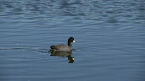 Coot