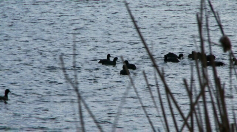 Coots