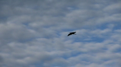 Heron In Flight