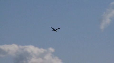 Heron In Flight